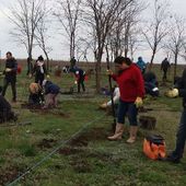 Foto de Microchip Technology de: Employees in Romania volunteering to plant trees for local conservation project